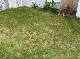 Leaf Removal by Michael Hopkins for Greg G. in Boston, MA
