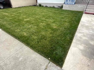 Tammy G.'s Lawn Mowing service result