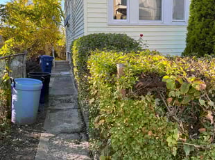 Bush Trimming by Randy Regis for Anthony F. in Boston, MA