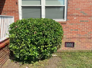 Bush Trimming by Anthony Bartell for Joe W. in Norfolk, VA