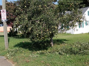 Bush Trimming by Terrill Williams for Paige K. in Newport News, VA