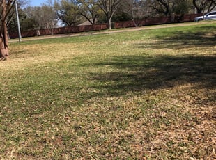 Leaf Removal by Luis Martinez for Erin K. in Austin, TX