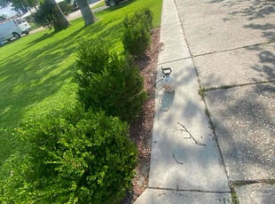 Weeding by Tarren Hanford for Quinn B. in Baton Rouge, LA
