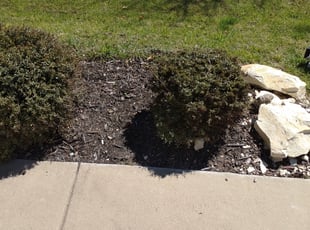 Weeding by Byron Miller for Brody M. in McKinney, TX