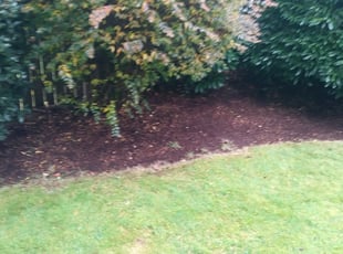 Leaf Removal by Coben Varland for Gina G. in Bellevue, WA