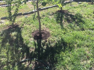 Mulching by Samuel Jordon for Beth H. in Baltimore, MD