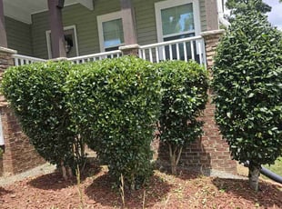 Bush Trimming by Mayra Seliceo for samuel A. in Durham, NC