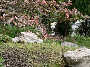Louis J.'s Flower Bed Weeding service result
