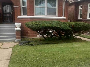 Bush Trimming by Tracey Martin for Dyandrea W. in Chicago, IL