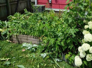 Weeding by Jorge Morales for Michael C. in Indianapolis, IN