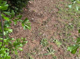 Leaf Removal by Chrishun Webber for Clint B. in Smyrna, GA