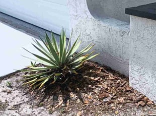 Weeding by Derek Washington for Ken H. in Clearwater, FL
