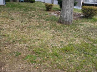 Linda M.'s Leaf Removal service result