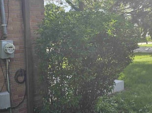 Bush Trimming by Robert Doedy for Virginia T. in Milwaukee, WI