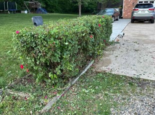 Bush Trimming by Manny Chavez for Gary W. in Manassas, VA