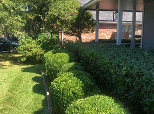 Bush Trimming by James ODonnell for Stephen B. in Humble, TX
