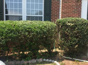 Bush Trimming by Jose Salguero for Jeong P. in Woodbridge, VA