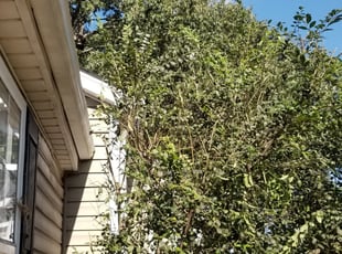 Bush Trimming by Melissa Taylor for Mackenzie E. in Concord, NC