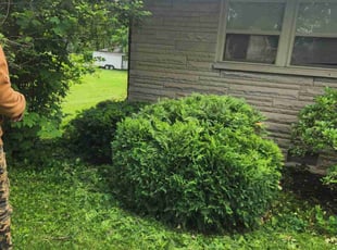 Bush Trimming by Willie Parker for Par S. in Indianapolis, IN
