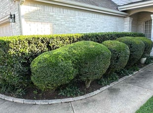 Bush Trimming by Franklin Garcia for Rufeng M. in Austin, TX