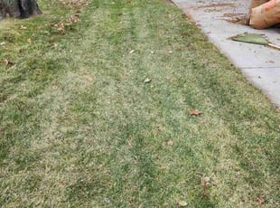Leaf Removal by Javis Hogan for Anne A. in Omaha, NE