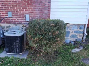 Bush Trimming by Wayne Barnes for Suzanne W. in Baltimore, MD