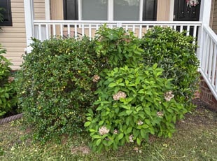 Bush Trimming by Amanda Carter for Latricia M. in Clayton, NC