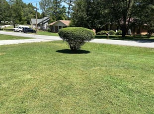 Bush Trimming by Marieo Pressley for Sharon G. in Salisbury, NC