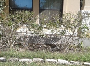 Bush Trimming by Enrique Palacios for Jason R. in Austin, TX