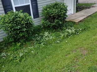Bush Trimming by Brenda Fulton for Noel W. in Tallahassee, FL