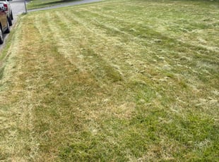Margo B.'s Bush Trimming service result