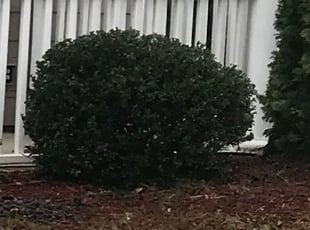Bush Trimming by Joseph Calaway for Shane J. in Pineville, NC