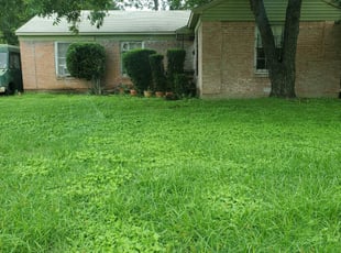 Bush Trimming by Greg Watson for Iman B. in Dallas, TX
