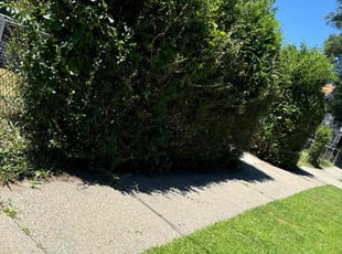 Bush Trimming by Jose Negron for Colin S. in Springfield, MA