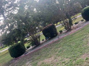 Bush Trimming by Reginald Cooper for Alexus H. in Elgin, SC