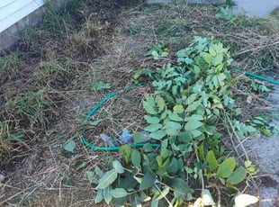 Weeding by Rolf Johnson for Yeshi G. in Minneapolis, MN