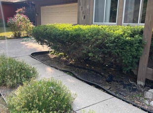 Bush Trimming by Darren Mudget for Al K. in East Lansing, MI