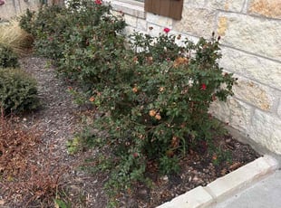 Bush Trimming by Jesus Cepeda for Anne M. in Round Rock, TX
