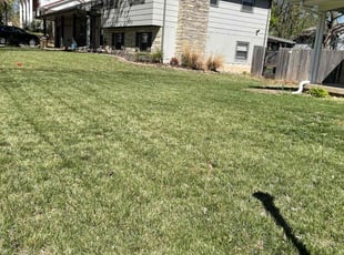 Tammy p.'s Lawn Mowing service result