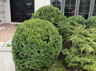 Bush Trimming by Rickey Grigler for Lola g. in Park Ridge, IL