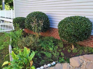 Bush Trimming by Charles Metzger for Anthony C. in Midlothian, VA