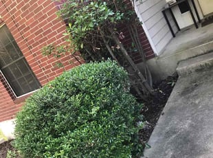 Bush Trimming by Dunia Paz for Victoria H. in Round Rock, TX