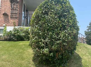 Bush Trimming by Darren Burch for Hunter S. in Yeadon, PA