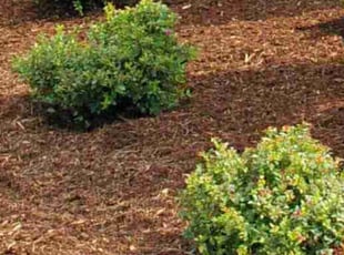 Mulching by Scott Donnelly for Travis G. in Troy, MI