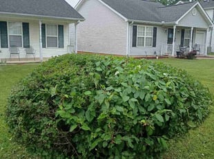 Bush Trimming by James/Andrea Robinson/Stafford for Brittany W. in Murfreesboro, TN