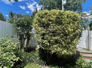 Bush Trimming by Edgar Elmore for Amanda S. in Washington, DC
