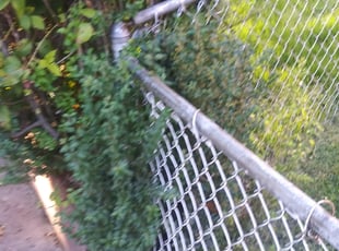 Bush Trimming by Ronnell Leak for Junius S. in Washington, DC