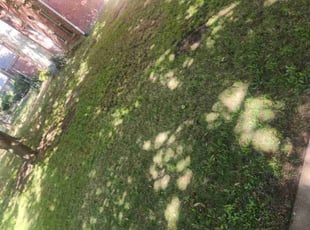 Leaf Removal by Manuel Solis Soto for Nanda P. in Frisco, TX