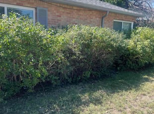Bush Trimming by Eugenio PΓ©rez for Rebecca J. in Aurora, CO