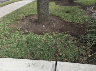 Leaf Removal by Jasen Scheler for Janet M. in Round Rock, TX